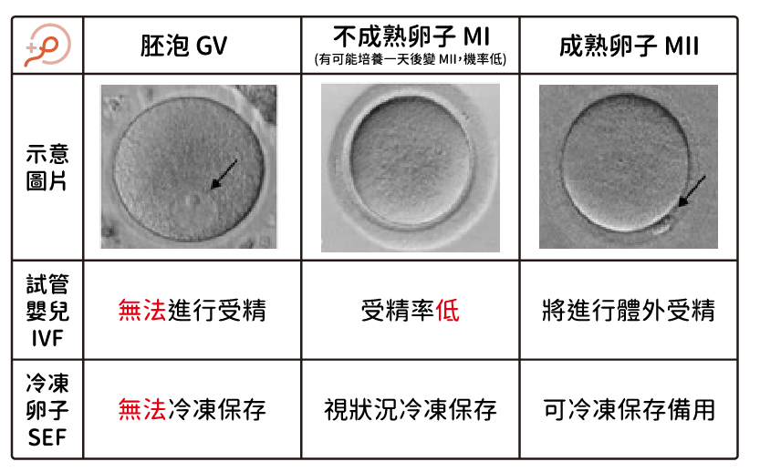 體胚分_工作區域 1