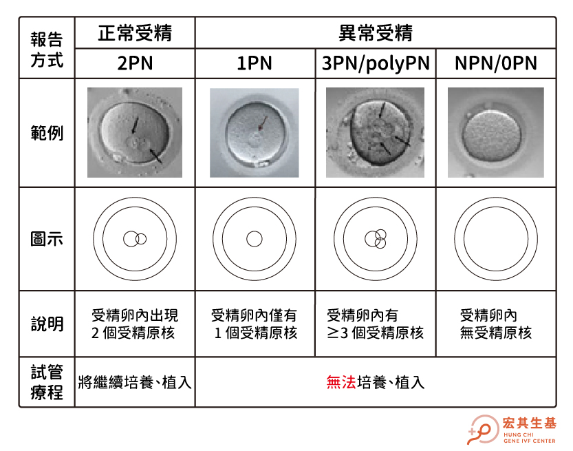 體胚分_工作區域 1 複本