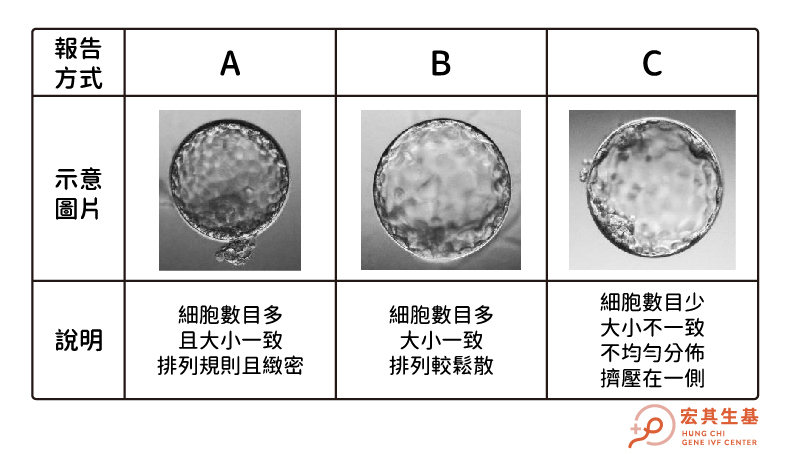 體胚分-06