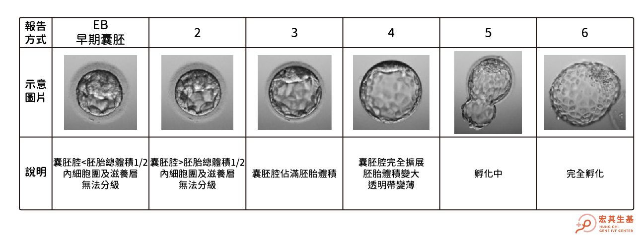 體胚分_工作區域 1 複本 3